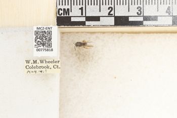 Media type: image;   Entomology 775818 Aspect: Labels